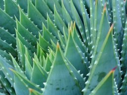 Aloe polyphylla young leaf-tips